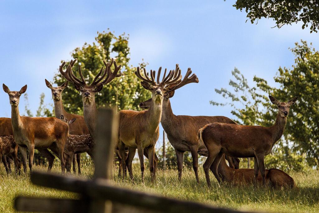 Natur- Und Wohlfuehlhotel Kastenholz Wershofen ภายนอก รูปภาพ